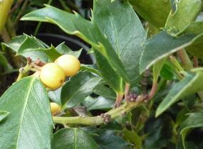 Cesmína modrá 'Golden Girl' - Ilex meserveae 'Golden Girl'