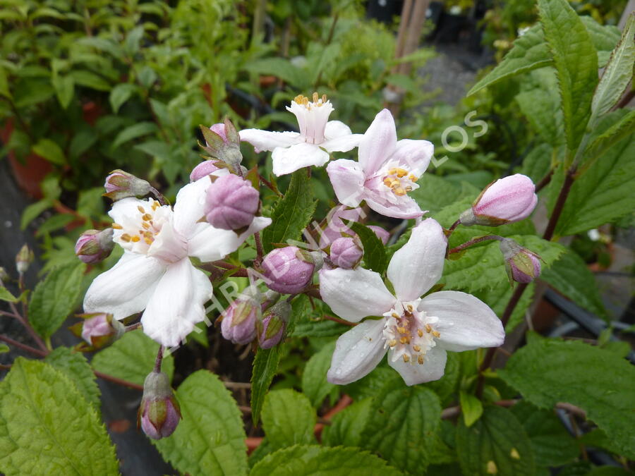 Trojpuk růžový - Deutzia rosea