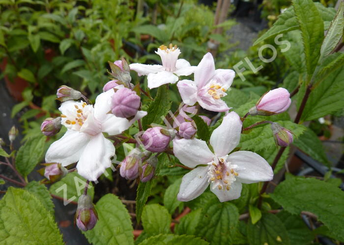 Trojpuk růžový - Deutzia rosea