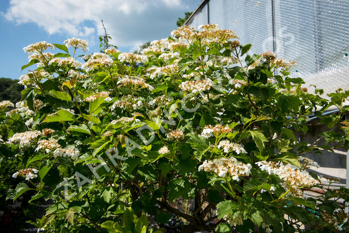 Kalina obecná 'Compactum' - Viburnum opulus 'Compactum'