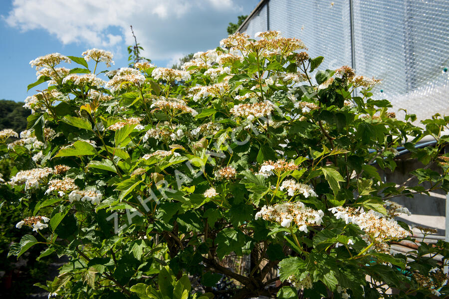 Kalina obecná 'Compactum' - Viburnum opulus 'Compactum'