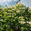 Kalina obecná 'Compactum' - Viburnum opulus 'Compactum'