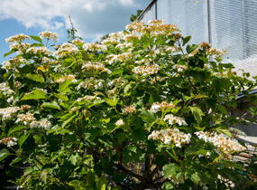 Kalina obecná 'Compactum' - Viburnum opulus 'Compactum'