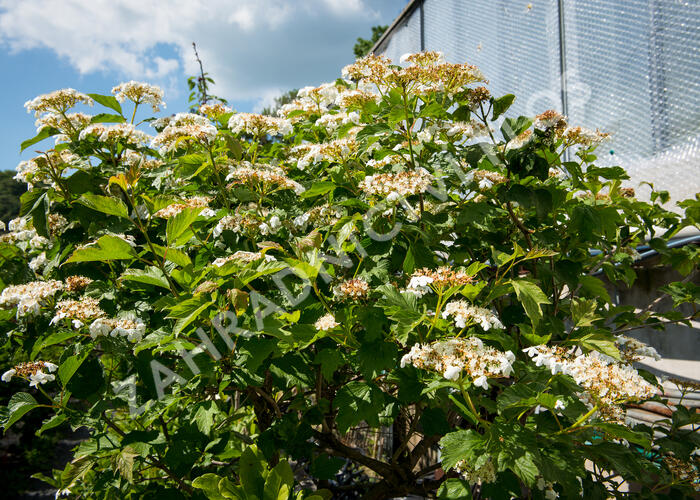 Kalina obecná Viburnum opulus Zahradnictví FLOS