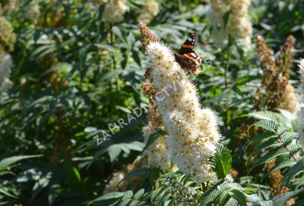 Tavolníkovec jeřábolistý - Sorbaria sorbifolia