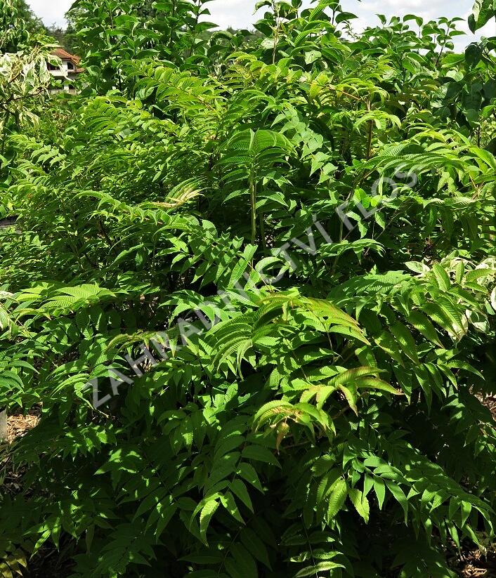 Tavolníkovec jeřábolistý - Sorbaria sorbifolia