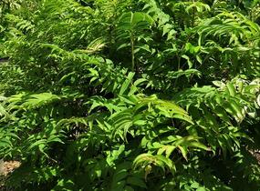 Tavolníkovec jeřábolistý - Sorbaria sorbifolia