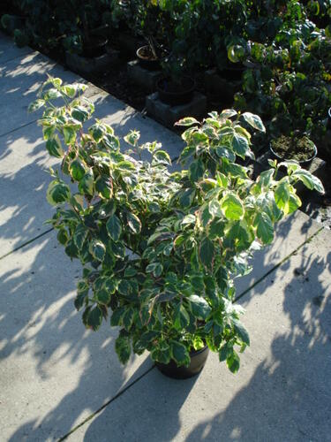 Dřín květnatý 'Daybreak' - Cornus florida 'Daybreak'