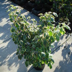 Dřín květnatý 'Daybreak' - Cornus florida 'Daybreak'