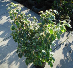 Dřín květnatý 'Daybreak' - Cornus florida 'Daybreak'