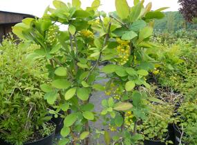 Dřišťál korejský - Berberis koreana