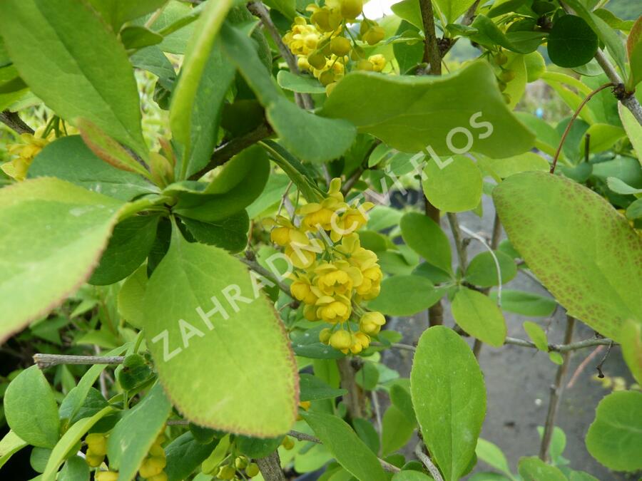 Dřišťál korejský - Berberis koreana