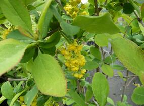 Dřišťál korejský - Berberis koreana