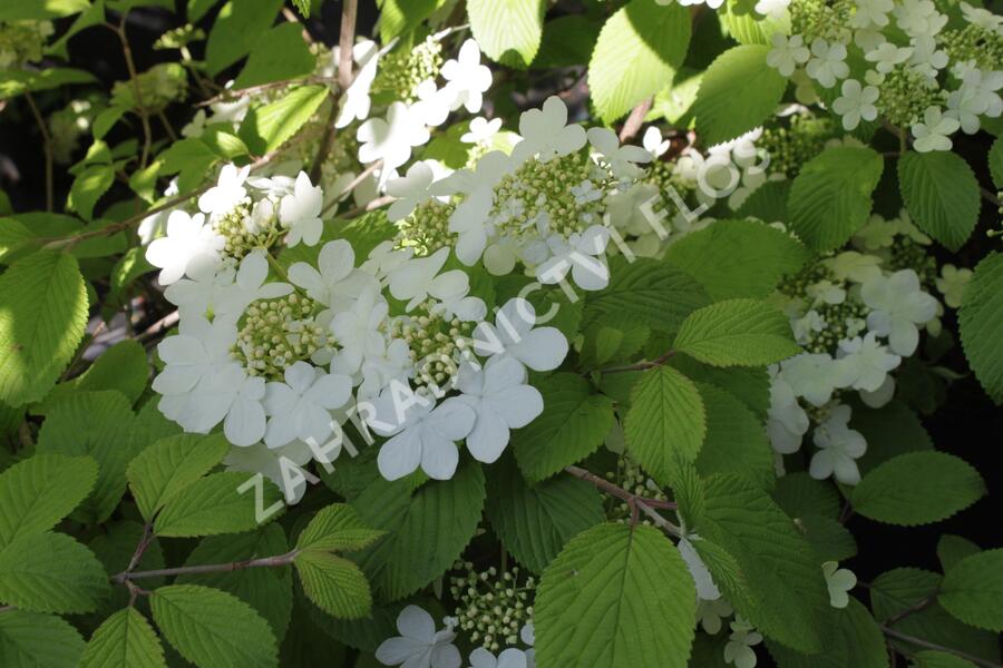Kalina japonská 'Shasta' - Viburnum plicatum 'Shasta'
