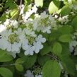 Kalina japonská 'Shasta' - Viburnum plicatum 'Shasta'