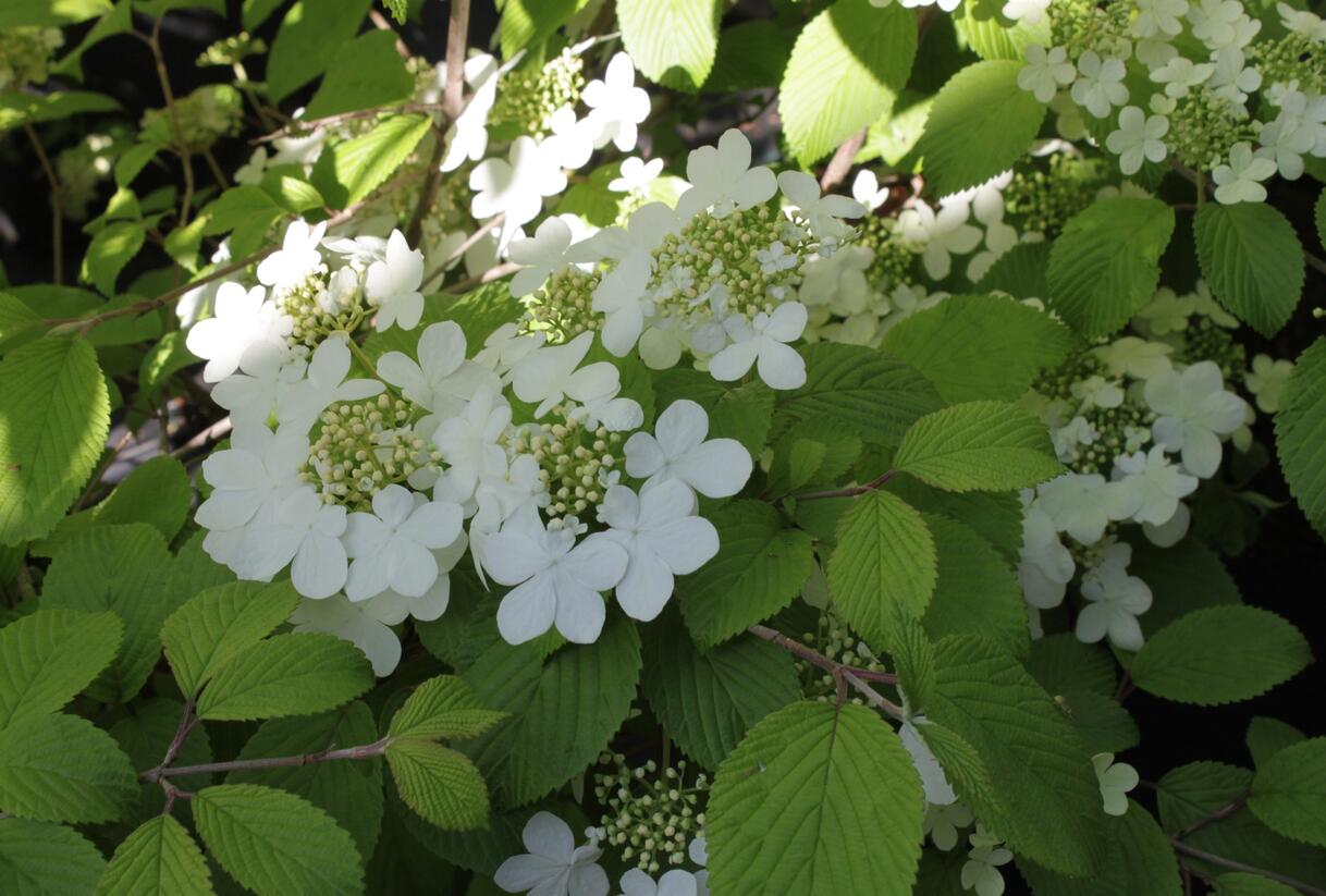 Kalina japonská 'Shasta' - Viburnum plicatum 'Shasta'