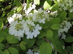 Kalina japonská 'Shasta' - Viburnum plicatum 'Shasta'
