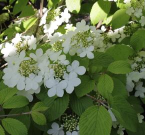 Kalina japonská 'Shasta' - Viburnum plicatum 'Shasta'