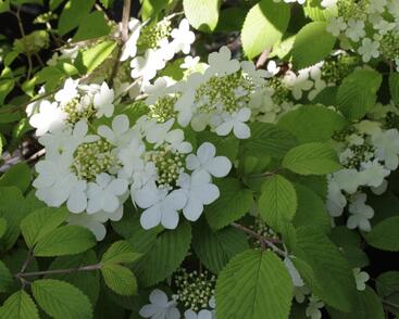 Kalina japonská 'Shasta'