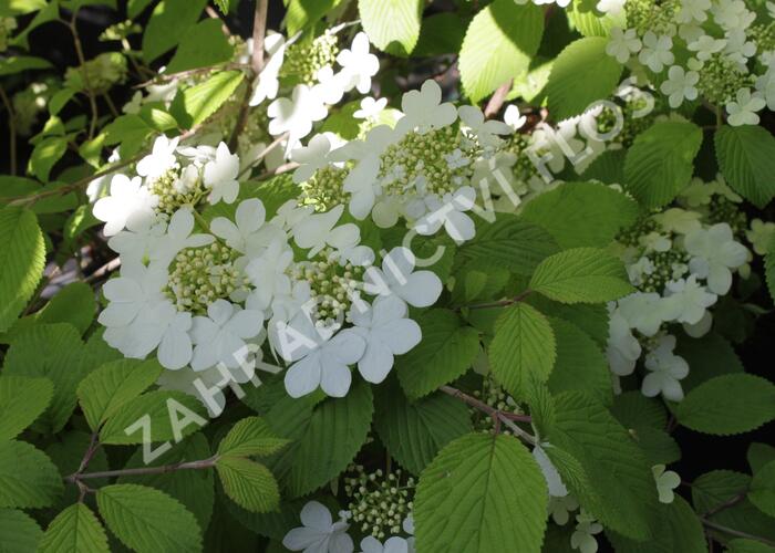 Kalina japonská 'Shasta' - Viburnum plicatum 'Shasta'