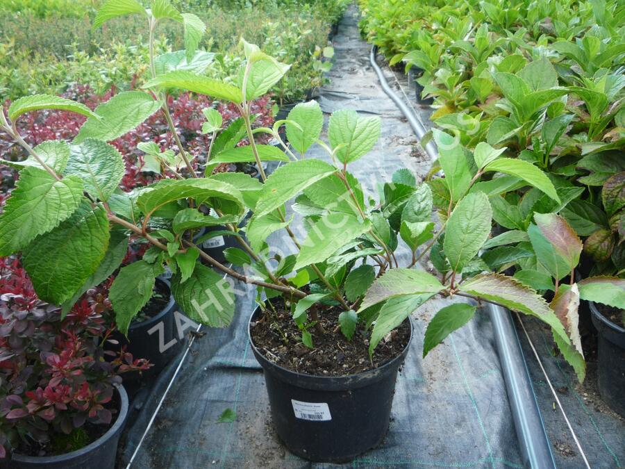 Kalina japonská 'Shasta' - Viburnum plicatum 'Shasta'