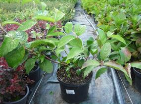 Kalina japonská 'Shasta' - Viburnum plicatum 'Shasta'