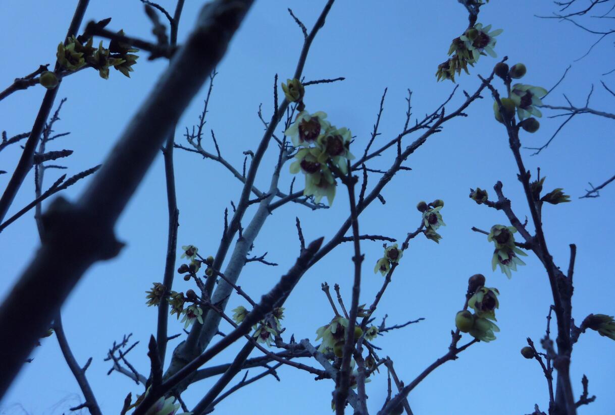 Zimokvět časný - Chimonanthus praecox