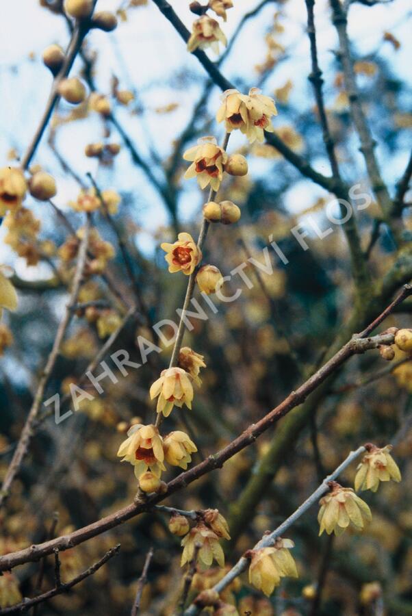 Zimokvět časný - Chimonanthus praecox