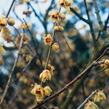 Zimokvět časný - Chimonanthus praecox