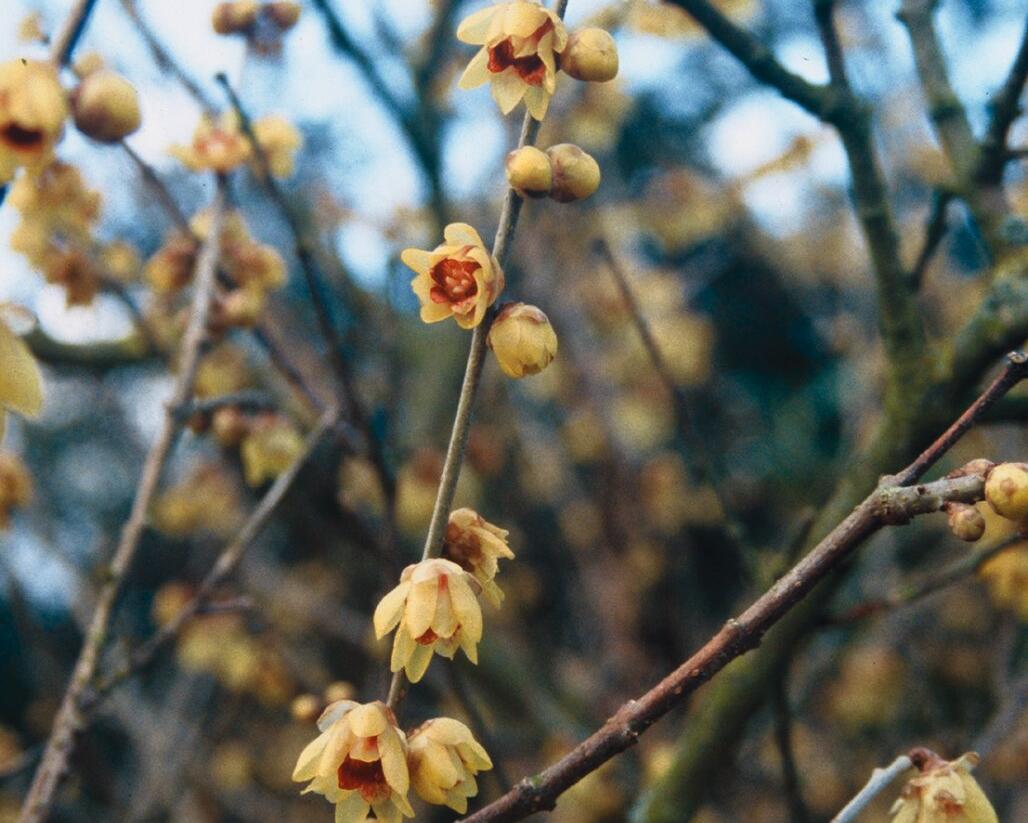 Zimokvět časný - Chimonanthus praecox