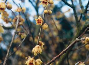 Zimokvět časný - Chimonanthus praecox