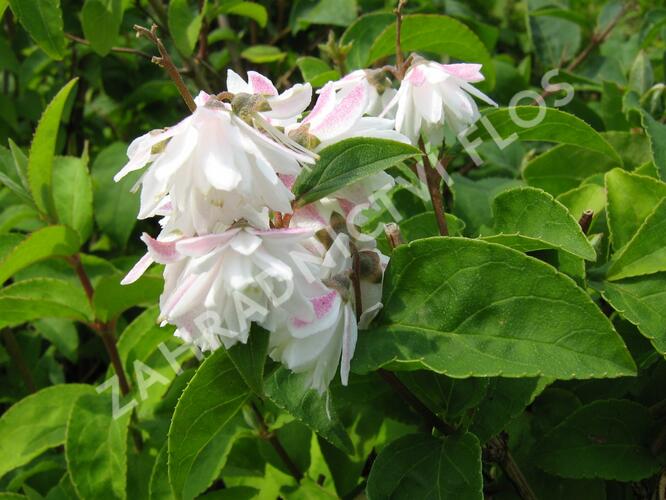 Trojpuk tyčinkatý - Deutzia staminea