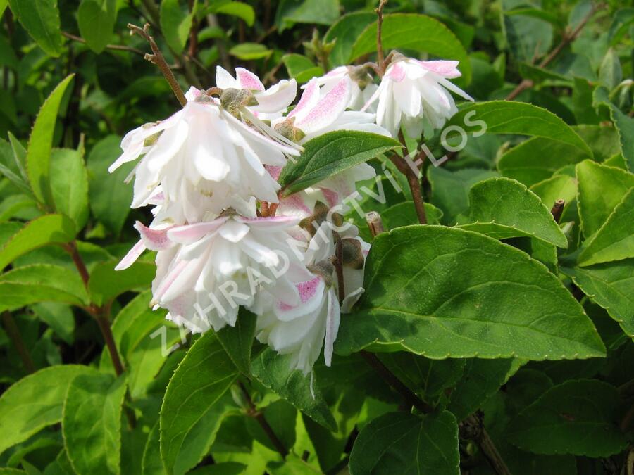 Trojpuk tyčinkatý - Deutzia staminea