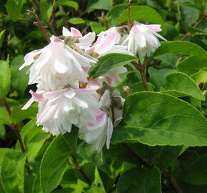 Trojpuk tyčinkatý - Deutzia staminea