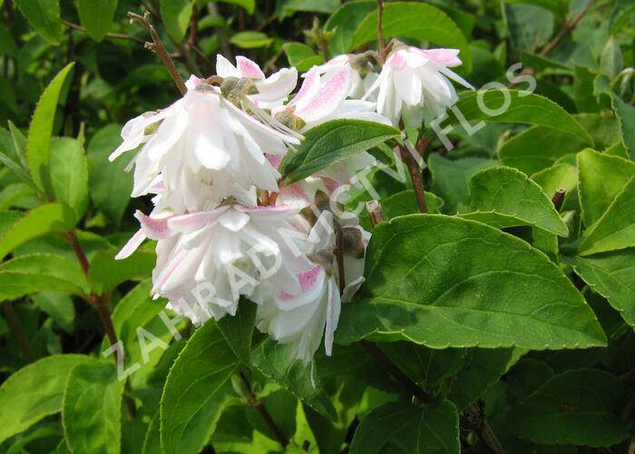 Trojpuk - Deutzia staminea