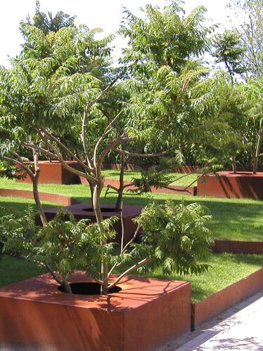 Škumpa orobincová 'Lacinata' - Rhus typhina 'Laciniata'