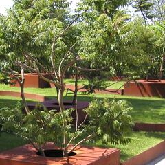 Škumpa orobincová 'Lacinata' - Rhus typhina 'Laciniata'