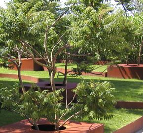 Škumpa orobincová 'Lacinata' - Rhus typhina 'Laciniata'