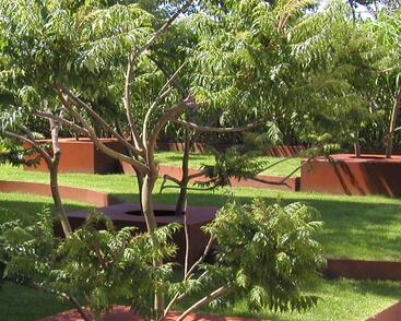 Škumpa orobincová 'Lacinata'