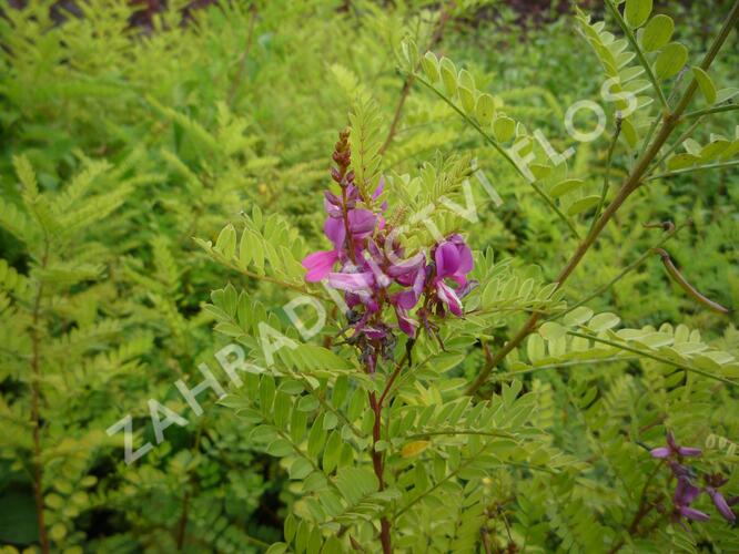 Modřil různokvětý - Indigofera heterantha