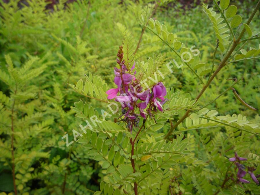 Modřil různokvětý - Indigofera heterantha