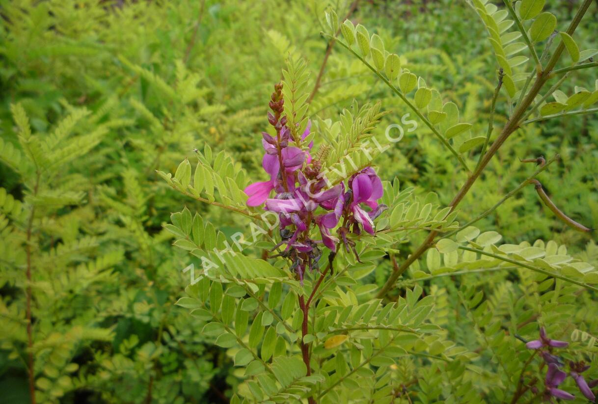 Modřil různokvětý - Indigofera heterantha