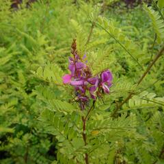 Modřil různokvětý - Indigofera heterantha