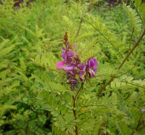 Modřil různokvětý - Indigofera heterantha