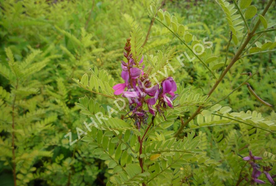 Modřil různokvětý - Indigofera heterantha