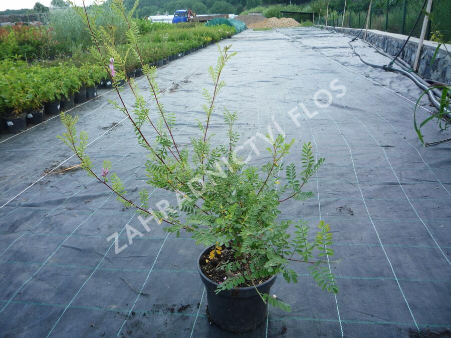 Modřil různokvětý - Indigofera heterantha