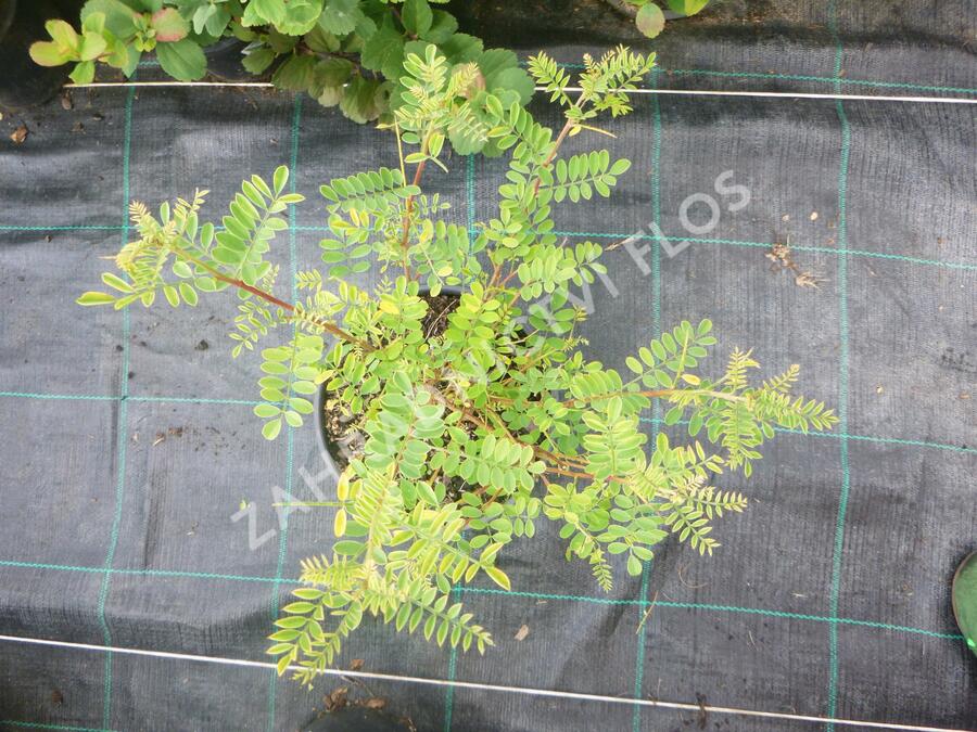 Modřil různokvětý - Indigofera heterantha