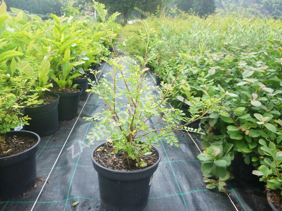 Modřil různokvětý - Indigofera heterantha