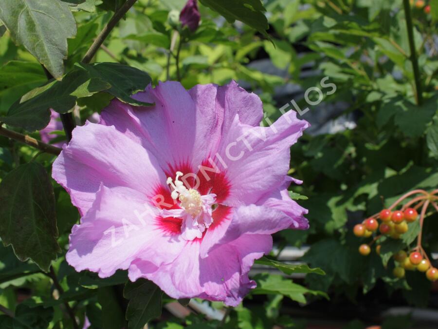 Ibišek syrský 'Eruption' - Hibiscus syriacus 'Eruption'