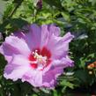 Ibišek syrský 'Eruption' - Hibiscus syriacus 'Eruption'